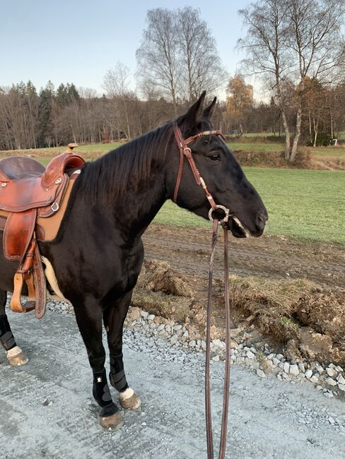 American Quarter Horse, Maria Halser, Pferd kaufen, Saldenburg, Abbildung 9