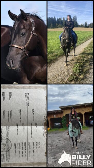 American Quarter Horse, Maria Halser, Pferd kaufen, Saldenburg, Abbildung 14