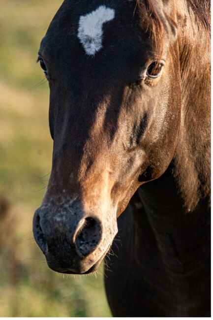 Appaloosa Hengst Aphc, Kveta Cervena , Pferd kaufen, Racov 16, Abbildung 5