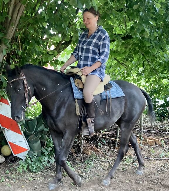 Appaloosa Stute, Claudia Pentrop , Horses For Sale, Porta Westfalica , Image 8