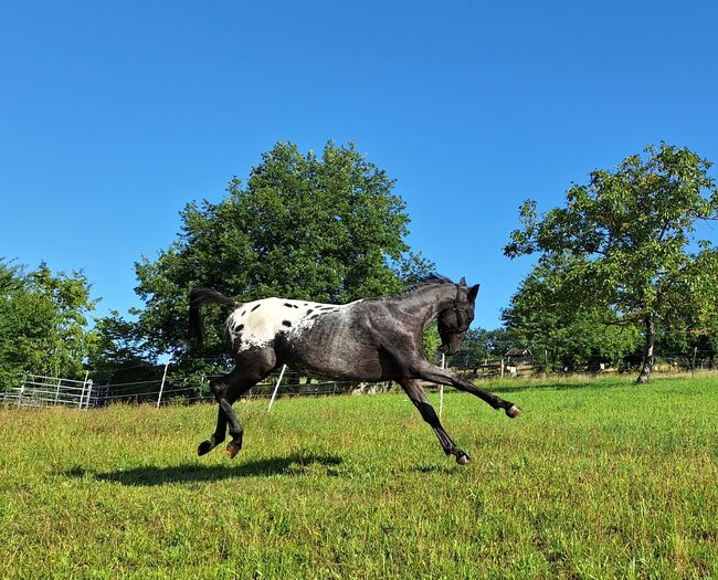 Appaloosa  Mix Stute, Dani, Pferd kaufen, KLeinwallstadt, Abbildung 2