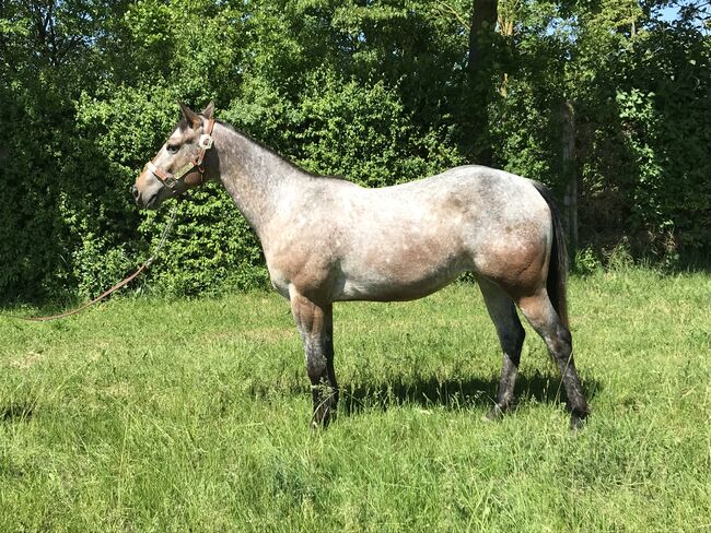 Appaloosa Stute 2 jährig, Nina, Pferd kaufen, Nördlingen 