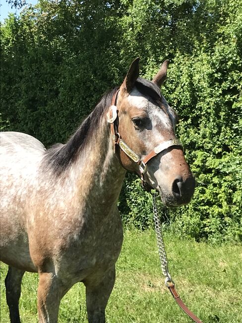 Appaloosa Stute 2 jährig, Nina, Pferd kaufen, Nördlingen , Abbildung 4