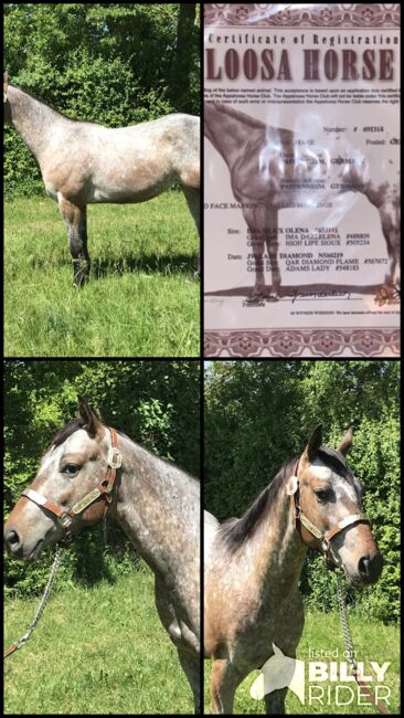 Appaloosa Stute 2 jährig, Nina, Pferd kaufen, Nördlingen , Abbildung 6