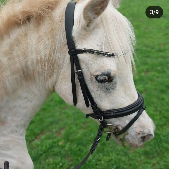 Araber ,, kleines Einhorn ", Bianca, Pferd kaufen, Bundenbach, Abbildung 17