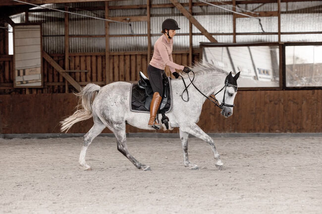 Araber Wallach, Arabisches Halbblut, Marie, Horses For Sale, Oberkrämer, Image 7