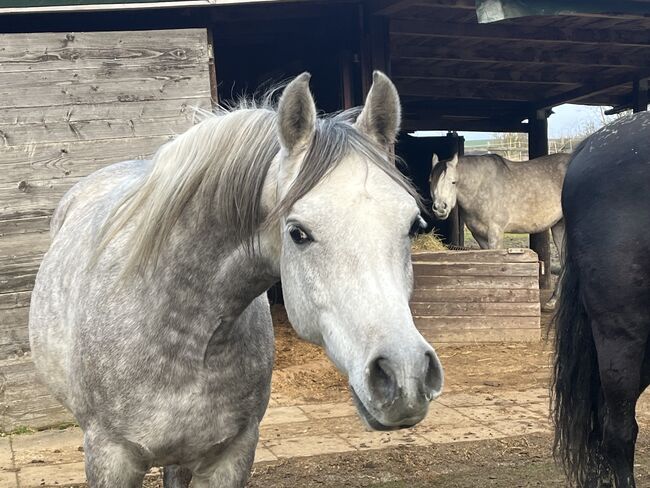 Arabisches Vollblut Araber Wallach, Anja kahlmeier , Horses For Sale, Bockenem 