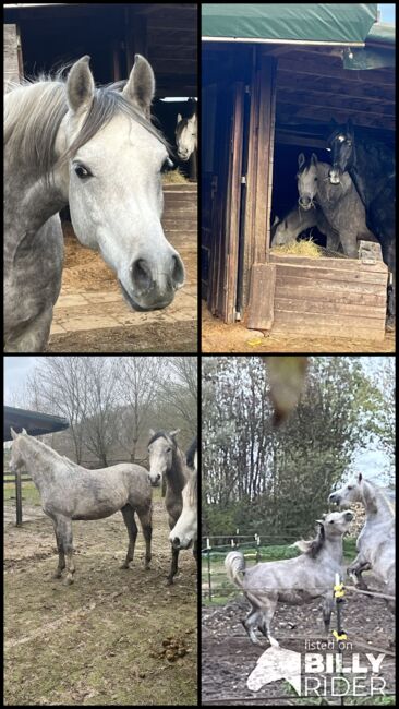 Arabisches Vollblut Araber Wallach, Anja kahlmeier , Horses For Sale, Bockenem , Image 9