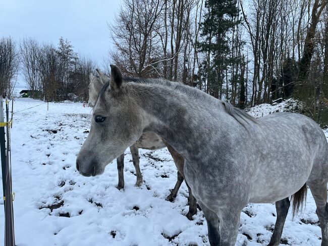 Arabisches Vollblut Araber Wallach, Anja kahlmeier , Horses For Sale, Bockenem , Image 7