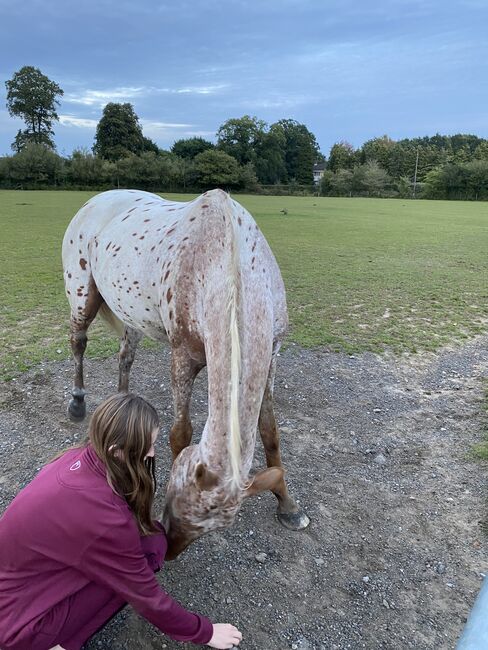 Beautiful Appaloosa Mare, Harriet , Pferd kaufen, Chertsey, Abbildung 5