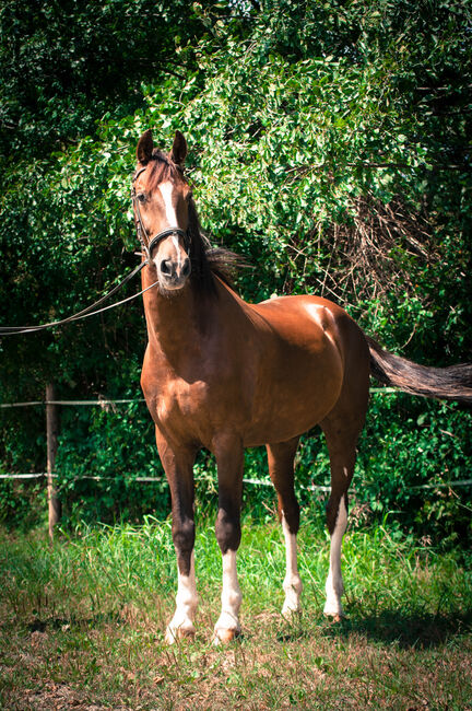 Wunderschönen gefahrenen KWPN-Wallach, Pauline Erös, Horses For Sale, Gleisdorf, Image 2