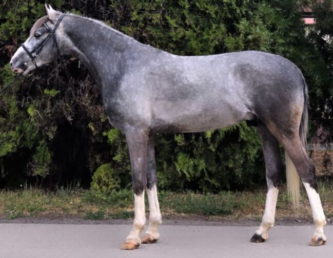 Wunderschöner Wallach, Annette, Horses For Sale, Prinzersdorf