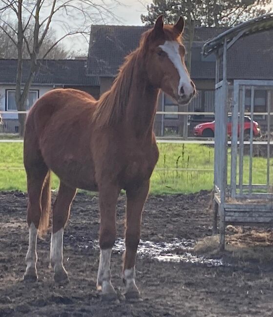 Bildschöner Hannoveraner abstammend von Shu Fu x Quarismo, Pferdevermittlung Leus, Horses For Sale, Filsum, Image 4