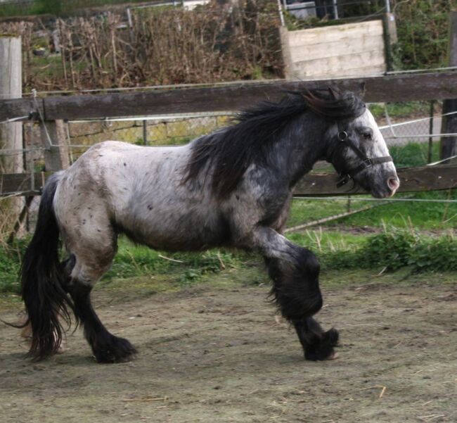 Wunderschöner Irish Cob Leopardtiger mit Varnish, Tina, Horses For Sale, Calden