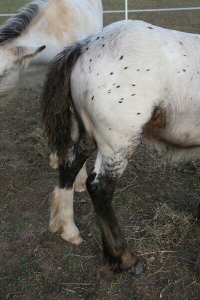 Wunderschöner Irish Cob Leopardtiger mit Varnish, Tina, Horses For Sale, Calden, Image 5