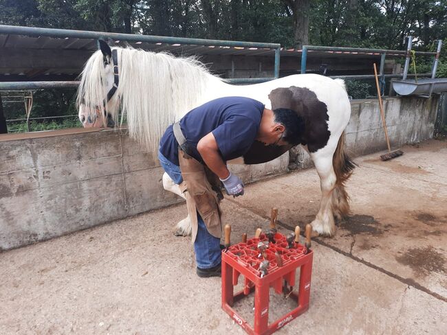 wunderschöne Mini Tinker Stute, Kerstin Rehbehn (Pferdemarketing Ost), Horses For Sale, Nienburg, Image 6