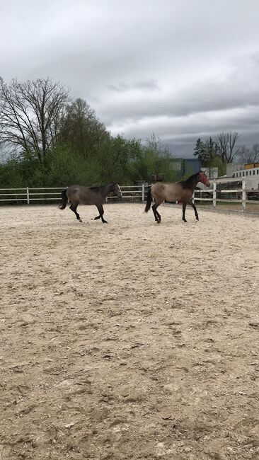 Wunderschöne, rohe PRE Stute mit bester Veranlagung, Kerstin Rehbehn (Pferdemarketing Ost), Horses For Sale, Nienburg, Image 6