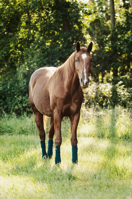 Beratung im Kauf/Verkauf von Pferden, Erlangen, Strong Together Horsetraining UG, Verena + Janina, Kurse & Seminare  , Gremsdorf, Abbildung 4