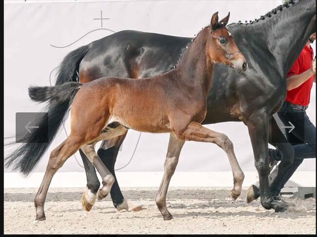 Bewegungsstarkes Hengstfohlen von Escanto, BlackDiamond, Pferd kaufen, Rheda-Wiedenbrück