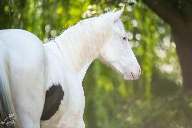 Bezauberndes Paint Horse Fohlen Stute, Rainer, Pferd kaufen, Wernigerode