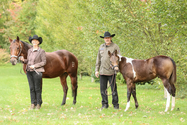 Bildhübscher, buckskin-tobiano Paint Horse Hengstjährling, Kerstin Rehbehn (Pferdemarketing Ost), Pferd kaufen, Nienburg, Abbildung 12