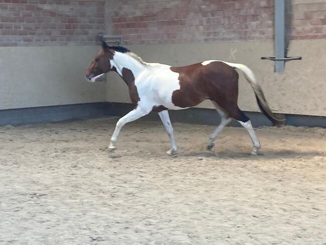 bildhübscher, eleganter Paint Horse Wallach, Kerstin Rehbehn (Pferdemarketing Ost), Pferd kaufen, Nienburg, Abbildung 4