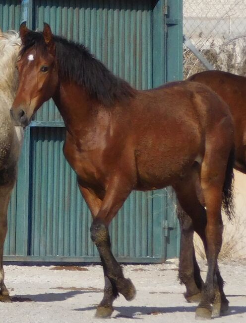 Bildhübscher PRE Hengst mit schönem Abzeichen, Post-Your-Horse.com (Caballoria S.L.), Pferd kaufen, Rafelguaraf