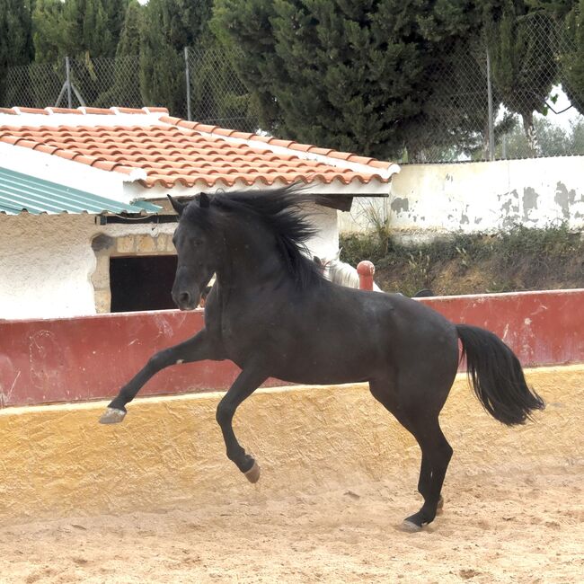 Bildschöner Andalusier in Schwarz, Alina, Pferd kaufen, Neuss, Abbildung 2