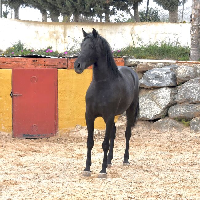 Bildschöner Andalusier in Schwarz, Alina, Pferd kaufen, Neuss, Abbildung 3