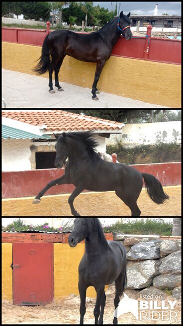 Bildschöner Andalusier in Schwarz, Alina, Pferd kaufen, Neuss, Abbildung 4