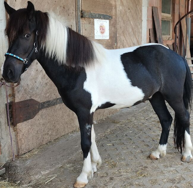 Rappschecke, Jungpferd, Wallach, Kim Schroeder , Horses For Sale, Görwihl 