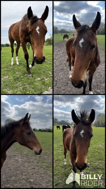 Bonds Jährling Stute Warmblutstute Dressurstute, Carolin, Pferd kaufen, Münster, Abbildung 9