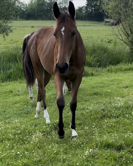 Bonds Jährling Stute Warmblutstute Dressurstute, Carolin, Pferd kaufen, Münster, Abbildung 8