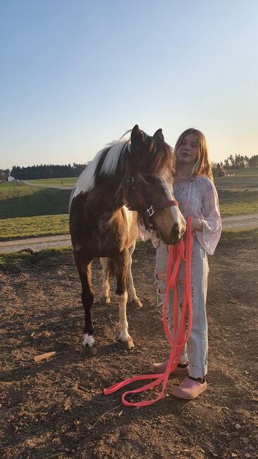 Brave Lewitzerstute mit Equidenpass, Doreen Ott, Pferd kaufen, Engelsberg, Abbildung 3