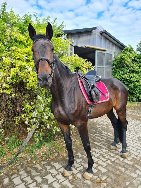 Brave hübsche Stute, Sandra , Horses For Sale, Mondsee 