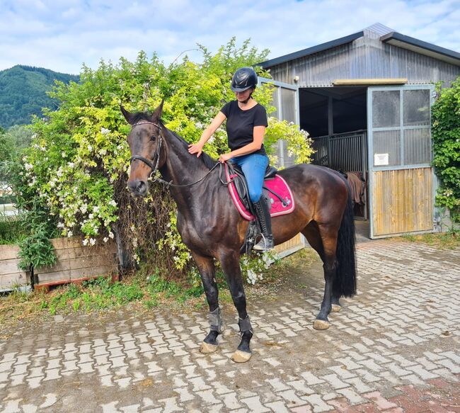 Brave hübsche Stute, Sandra , Horses For Sale, Mondsee , Image 4