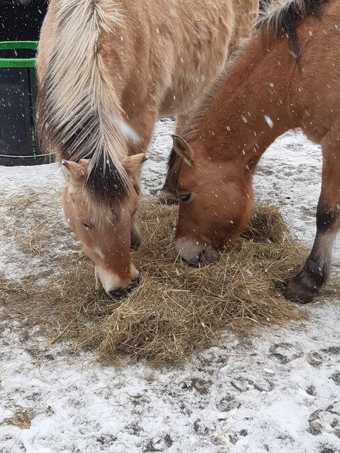 Pflege- (ggf auch Reit-)beteiligung an Ponys, ponymausi, Horse Sharing, Naumburg, Image 4