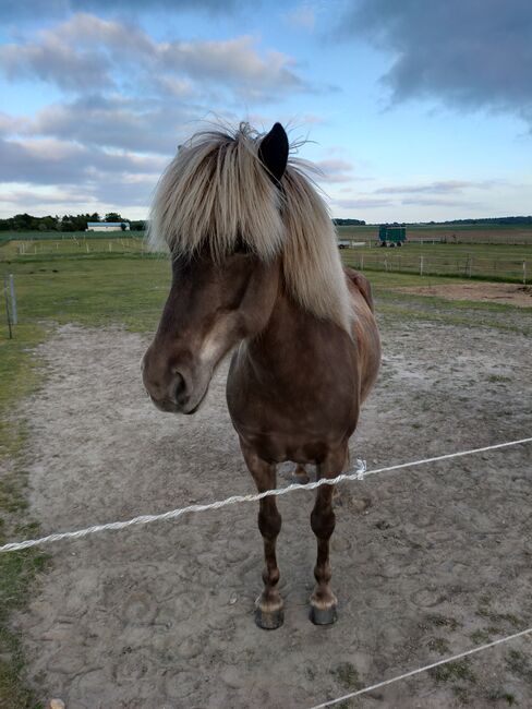 Schicke Windfarbstute mit toller Abstammung, Lucile Bechtel, Horses For Sale, Wyk auf Föhr