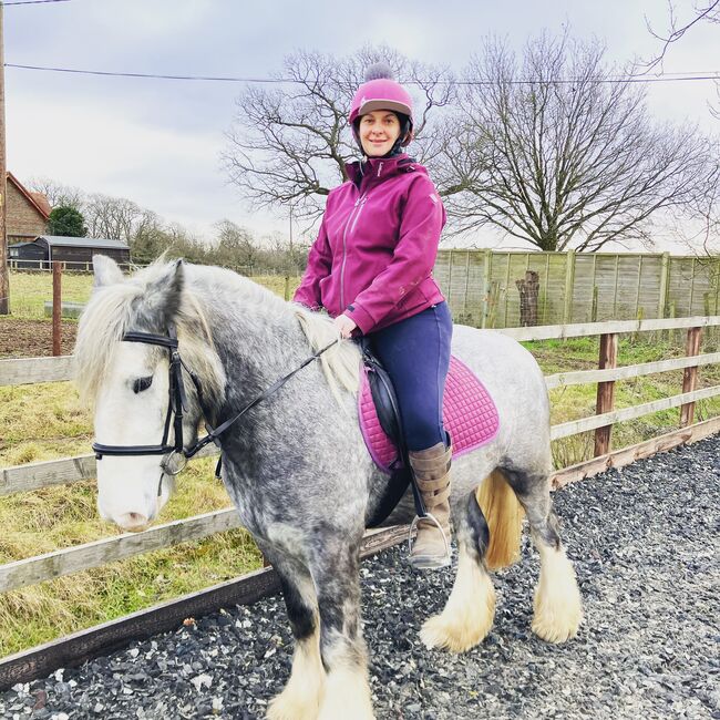 Cob x Irish Draught  4 years old 14.3 mare, Clair Ramsden, Horses For Sale, Worthing