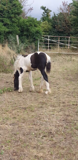 Coloured gypsy cob x filly, Miss n e Relf, Pferd kaufen, Grays, Abbildung 6