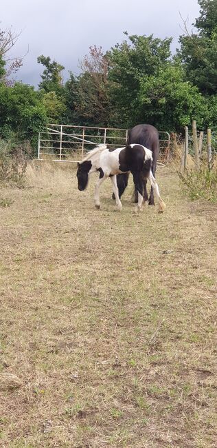 Coloured gypsy cob x filly, Miss n e Relf, Pferd kaufen, Grays, Abbildung 7