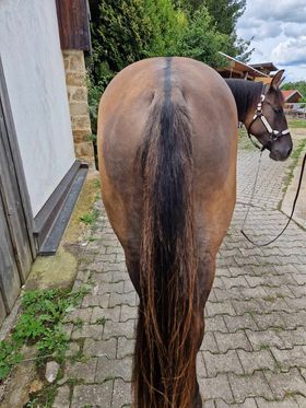 coole, grullofarbene Quarter Horse Stute mit guter Allroundabstammung, Kerstin Rehbehn (Pferdemarketing Ost), Pferd kaufen, Nienburg, Abbildung 2