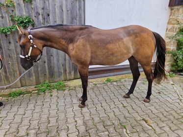 coole, grullofarbene Quarter Horse Stute mit guter Allroundabstammung, Kerstin Rehbehn (Pferdemarketing Ost), Pferd kaufen, Nienburg, Abbildung 7