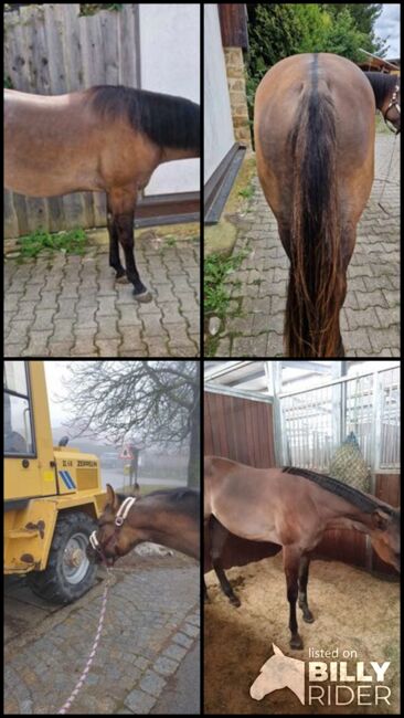 coole, grullofarbene Quarter Horse Stute mit guter Allroundabstammung, Kerstin Rehbehn (Pferdemarketing Ost), Pferd kaufen, Nienburg, Abbildung 12