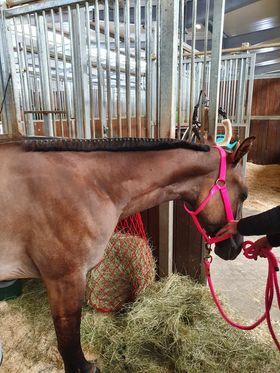 coole, grullofarbene Quarter Horse Stute mit guter Allroundabstammung, Kerstin Rehbehn (Pferdemarketing Ost), Pferd kaufen, Nienburg, Abbildung 9