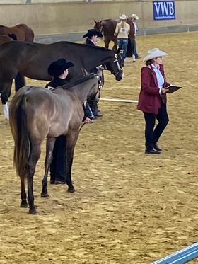 coole, grullofarbene Quarter Horse Stute mit guter Allroundabstammung, Kerstin Rehbehn (Pferdemarketing Ost), Pferd kaufen, Nienburg, Abbildung 11