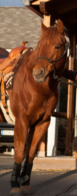 cooler Quarter Horse Wallach mit top Abstammung, Kerstin Rehbehn (Pferdemarketing Ost), Pferd kaufen, Nienburg, Abbildung 4