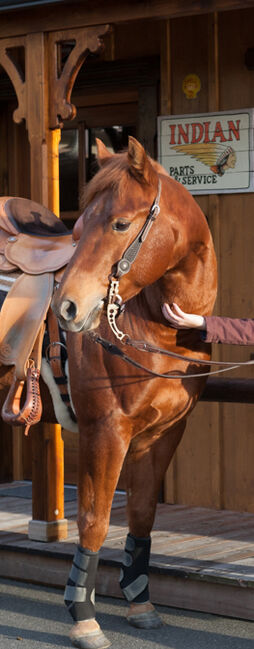 cooler Quarter Horse Wallach mit top Abstammung, Kerstin Rehbehn (Pferdemarketing Ost), Pferd kaufen, Nienburg, Abbildung 5