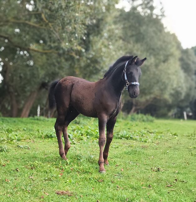 Cruzado Iberico Hengstfohlen (Warlander x Deutsches Reitpony), Madlen, Pferd kaufen, Burow, Abbildung 6