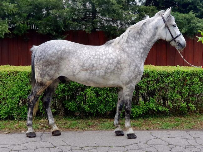 Csuti neues zu Hause, Nagy Horses , Horses For Sale, Mezőberény , Image 2